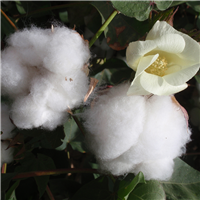 Cotton Blossom* - EO & FO Blend 297