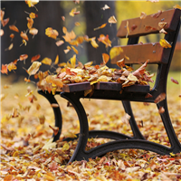 Fall Breeze* Fragrance Oil 898