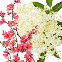 Elderflower Blossoms & Quince Fragrance Oil 934