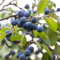 Wild Mahonia Berries Fragrance Oil (Special Order)
