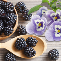 Blackberry & Sugared Violets Fragrance Oil 927