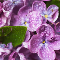 Violets & Dew Drops Fragrance Oil (Special Order)