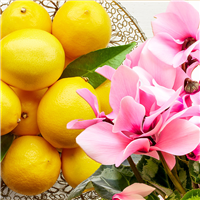 Cyclamen & Citron Fragrance Oil (Special Order)