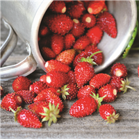 Wild Strawberry Fragrance Oil 958