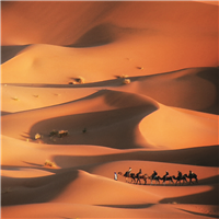 Sahara Spice* Fragrance Oil (Special Order)