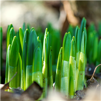 Green Floral Fragrance Oil - FF# 13 (Special Order