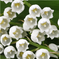 Muguet Fragrance Oil - FF# 15 (Special Order)