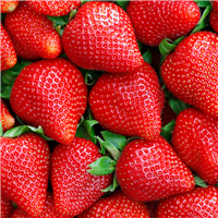 Strawberry Fragrance Oil - FF# 31 - 11878