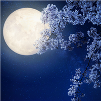 Moonflower Fragrance Oil 899