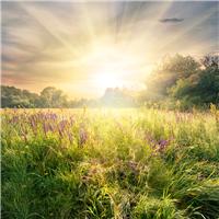 Meadow Grass & Wildflowers Fragrance Oil 219