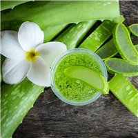 Cactus Flower & Aloe Fragrance Oil 1104