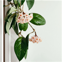 Hoya & Sage Fragrance Oil (Special Order)