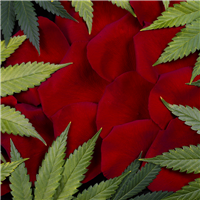 Cannabis Rose* Fragrance Oil 1162