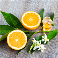 Neroli & Citrus Woods Fragrance Oil 937