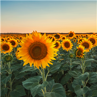 Sunflower* Fragrance Oil 306