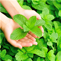Garden Mint* Fragrance Oil 319