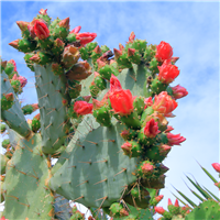 Agave & Cactus Flower Fragrance Oil 238