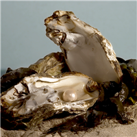Ocean Pearls Fragrance Oil (Special Order)