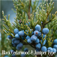 Black Cedarwood & Juniper* Fragrance Oil 19827