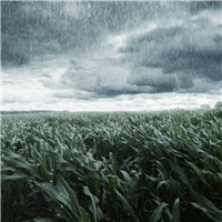 Thunderstorm Fragrance Oil 1261