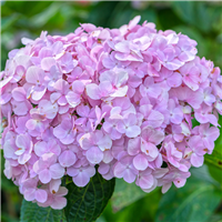 Hydrangea Fragrance Oil 226