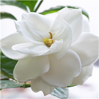 Gardenia Lily* Fragrance Oil 197