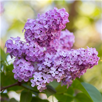 Lilac in Bloom Fragrance Oil 87