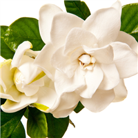 White Gardenia Flowers Fragrance Oil 98