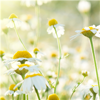 Chamomile Neroli  - EO & FO Blend 609
