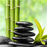 Bamboo Fragrance Oil 253