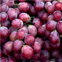 Grape Fragrance Oil 549
