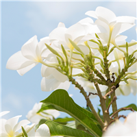 Pikake Flowers Fragrance Oil 193