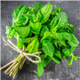 Peppermint (Natural) EO - Certified 100% Pure 712