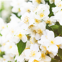 Jasmine* Fragrance Oil 270