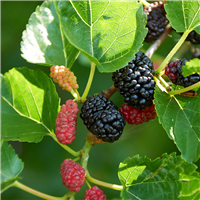 Mulberry Fragrance Oil 185
