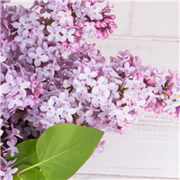 True Lilac Fragrance Oil 96