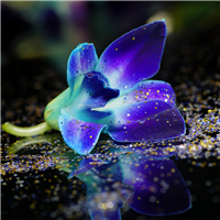 Enchanted Orchid* Fragrance Oil 829