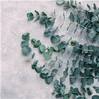Eucalyptus Fragrance Oil 244