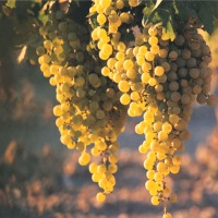 Vineyard* Fragrance Oil (Special Order)