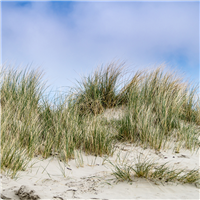 Dune Grass* Fragrance Oil 146