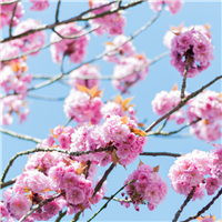 Hanami Blossoms Fragrance Oil (Special Order)