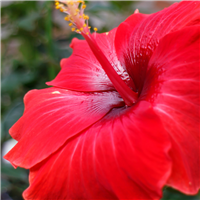 Red Hibiscus & Acai Fragrance Oil 359