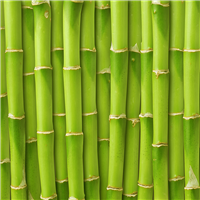 Fresh Bamboo* Fragrance Oil 349