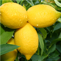 Lemon, Lemon, Lemon - EO & FO Blend 205