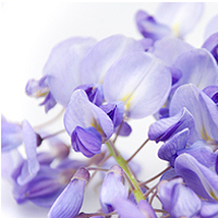 Wisteria Fragrance Oil (Special Order)