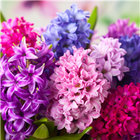 Hyacinth Fragrance Oil 242