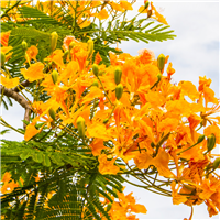 Island Nectar* Fragrance Oil 137
