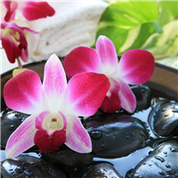 Water Orchid Fragrance Oil 338