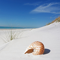 Sand Dune Fragrance Oil (Special Order)