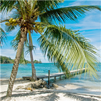 Caribbean Escape* Fragrance Oil 495